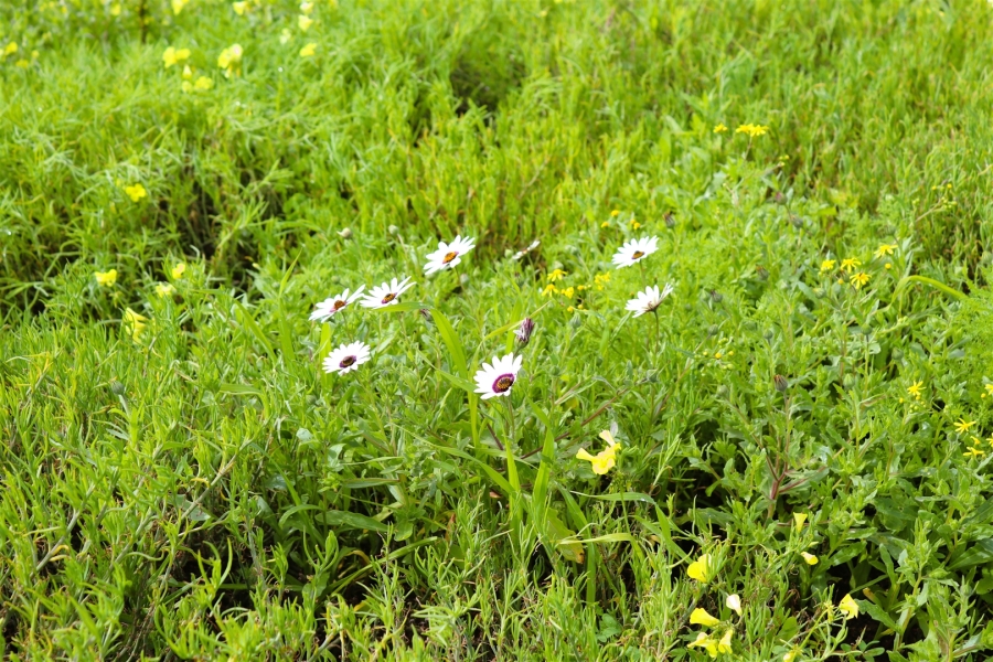 0 Bedroom Property for Sale in St Helena Views Western Cape